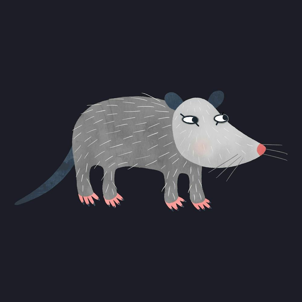 Opossum or Possum in the Dark