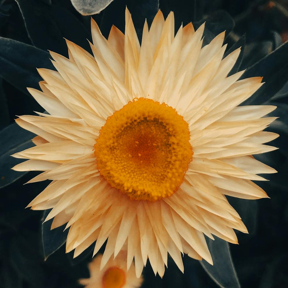 In The Garden Orange Daisy
