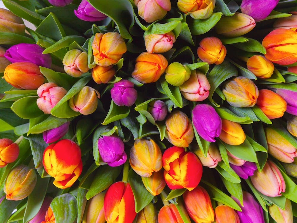 Tulpen im Blumenladen