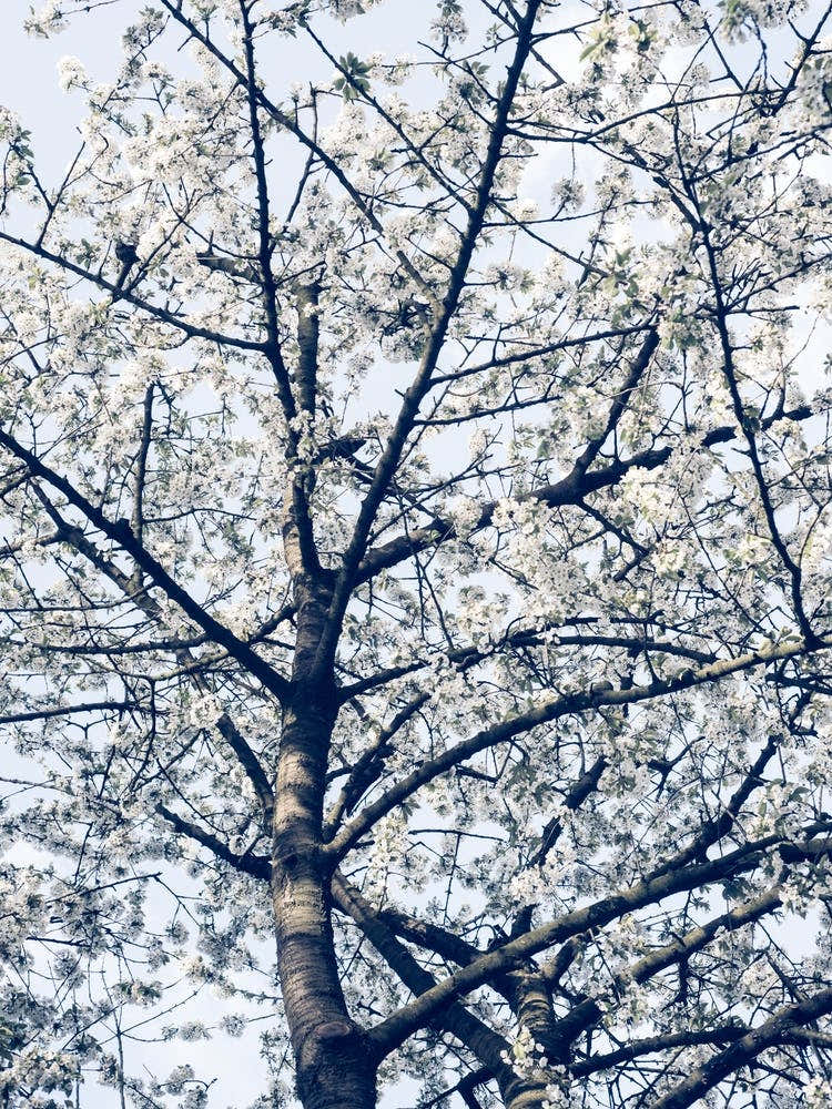 Blossom Tree In Spring