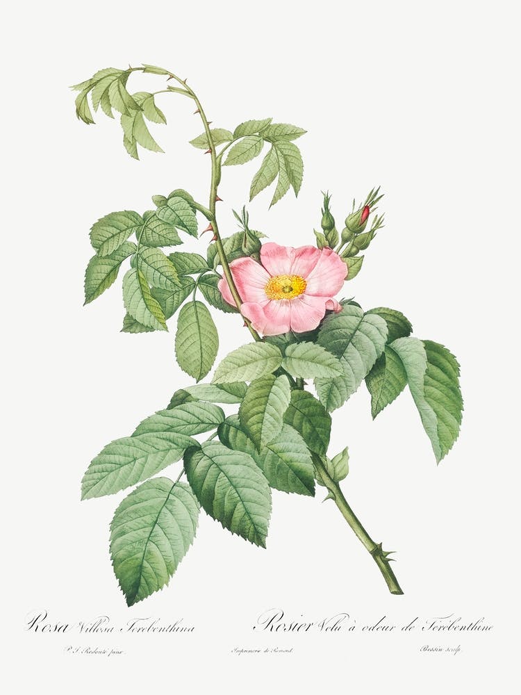 The Apple Rose, Pierre Joseph Redoute