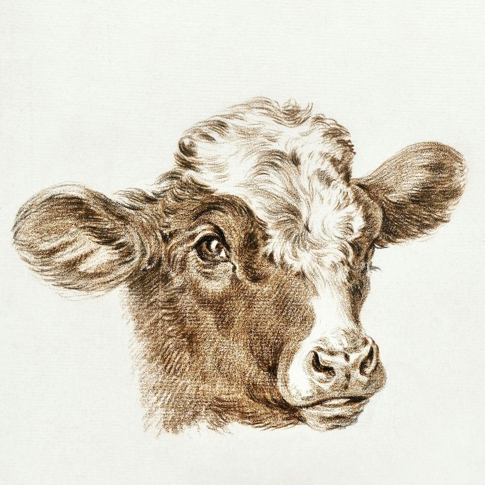 Head Of A Cow 2, Jean Bernard