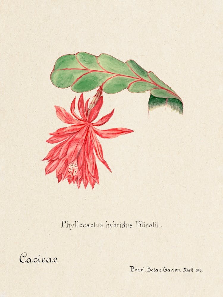 Orchid Cactus, Familie Der Cacteen 1