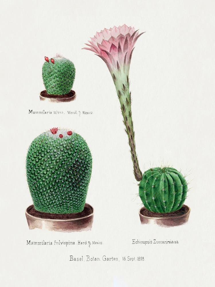 Rainbow Pincushion Cactus And Easter Lily, Familie Der Cacteen