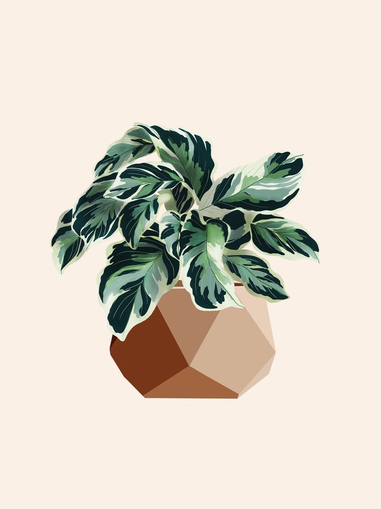 Calathea White Fusion 2