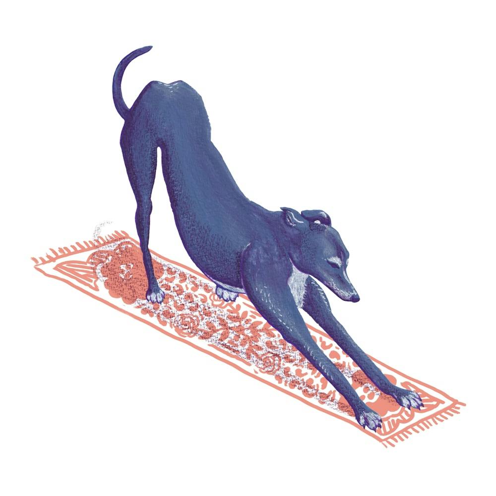 Downward Facing Greyhound