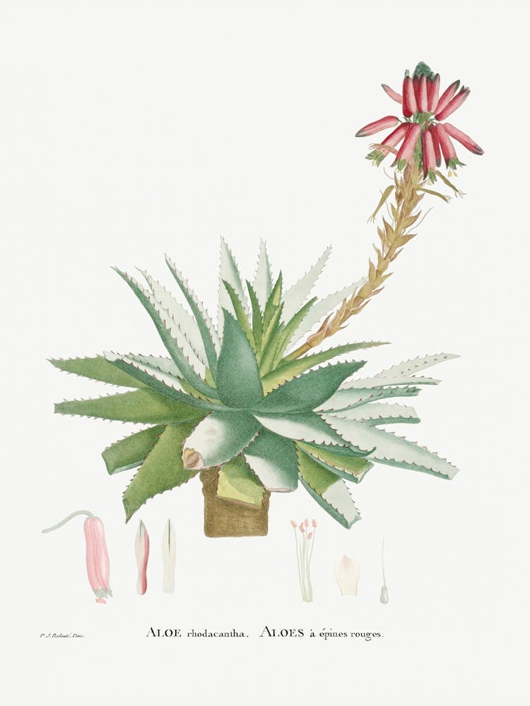 Aloe Rhodacantha (Aloe Glauca Miller) From Histoire Des Plantes Grasses (1799), Pierre Joseph Redoute