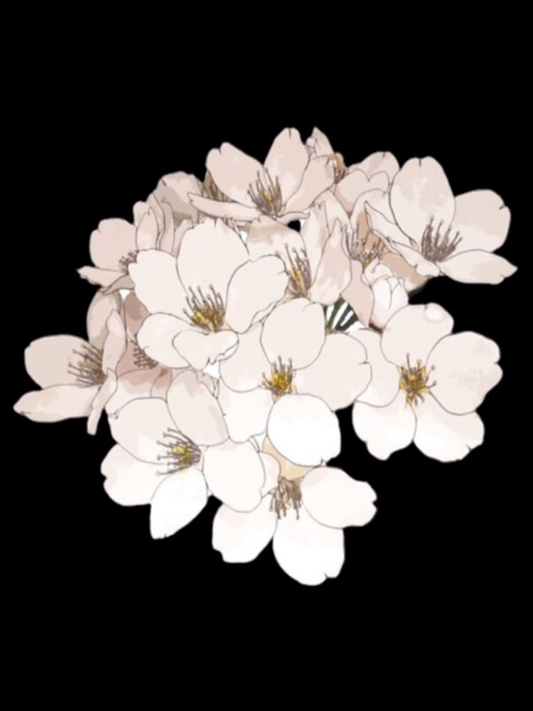 Cherry Blossoms 28
