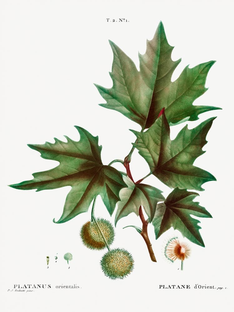 Platanus Orientalis, Pierre Joseph Redoute