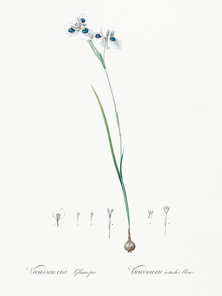 Vieusseuxia Glaucopis Illustration From Les Liliacées (1805), Pierre Joseph Redoute