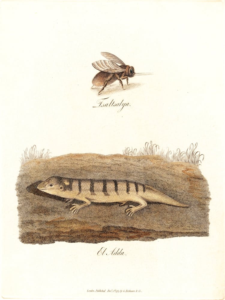 Tsaltsalya El Adda, James Heath