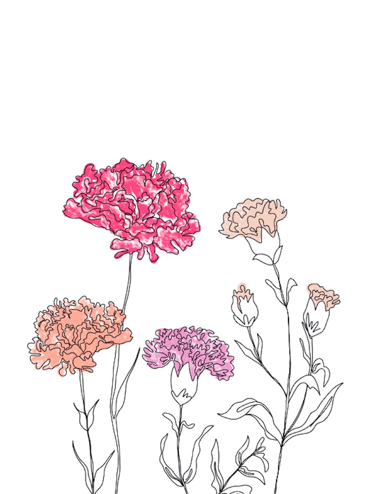 Carnations