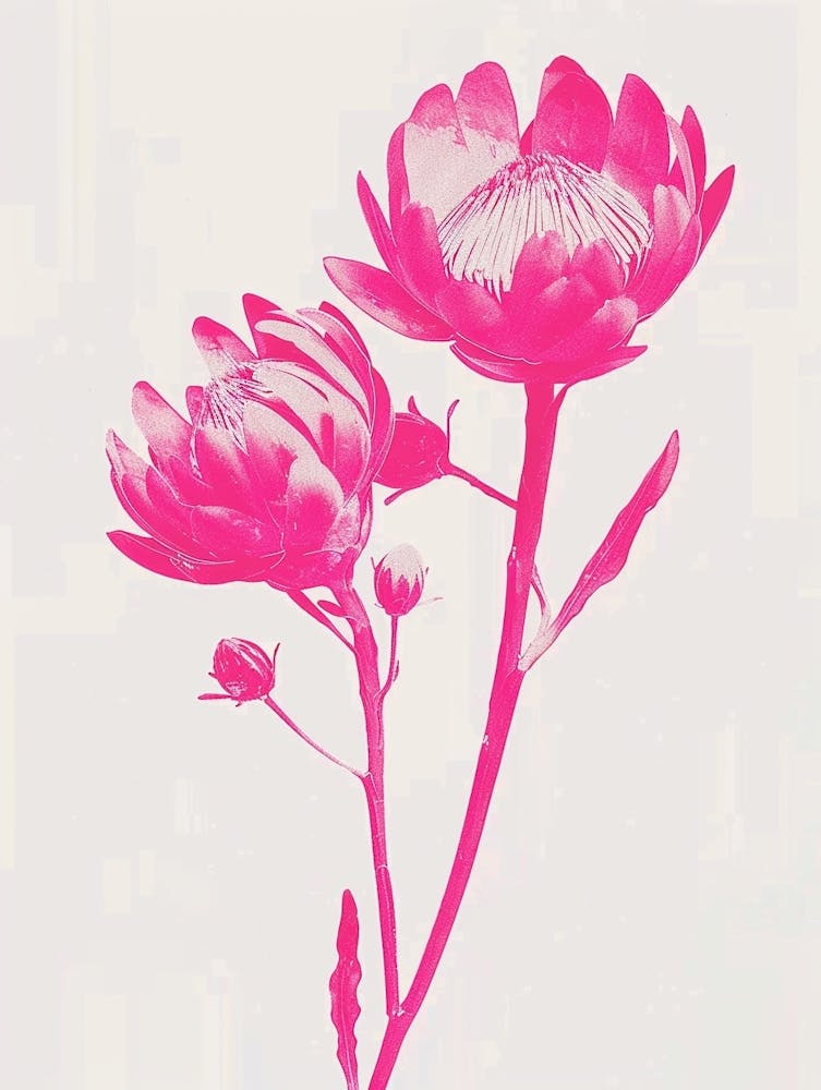 Hot Pink Protea 1