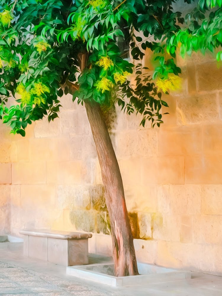 Un Arbre De Grenade