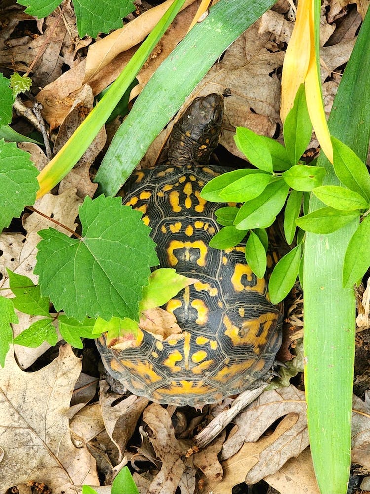 Schildkröten-Alarm
