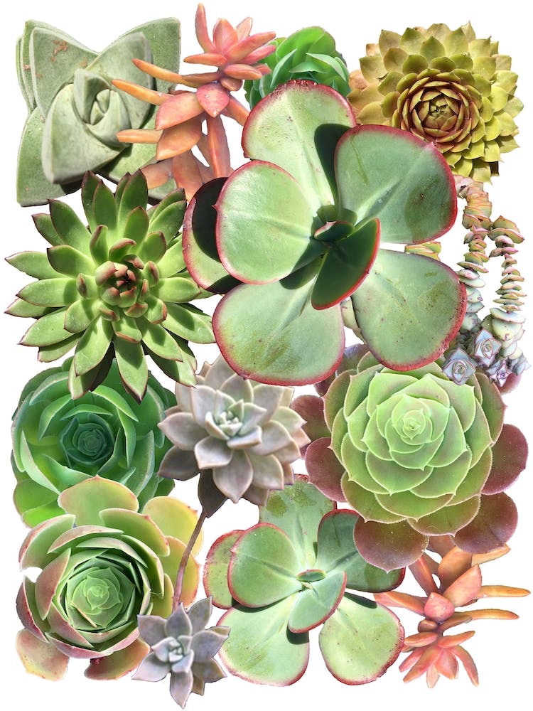 Green Succulents