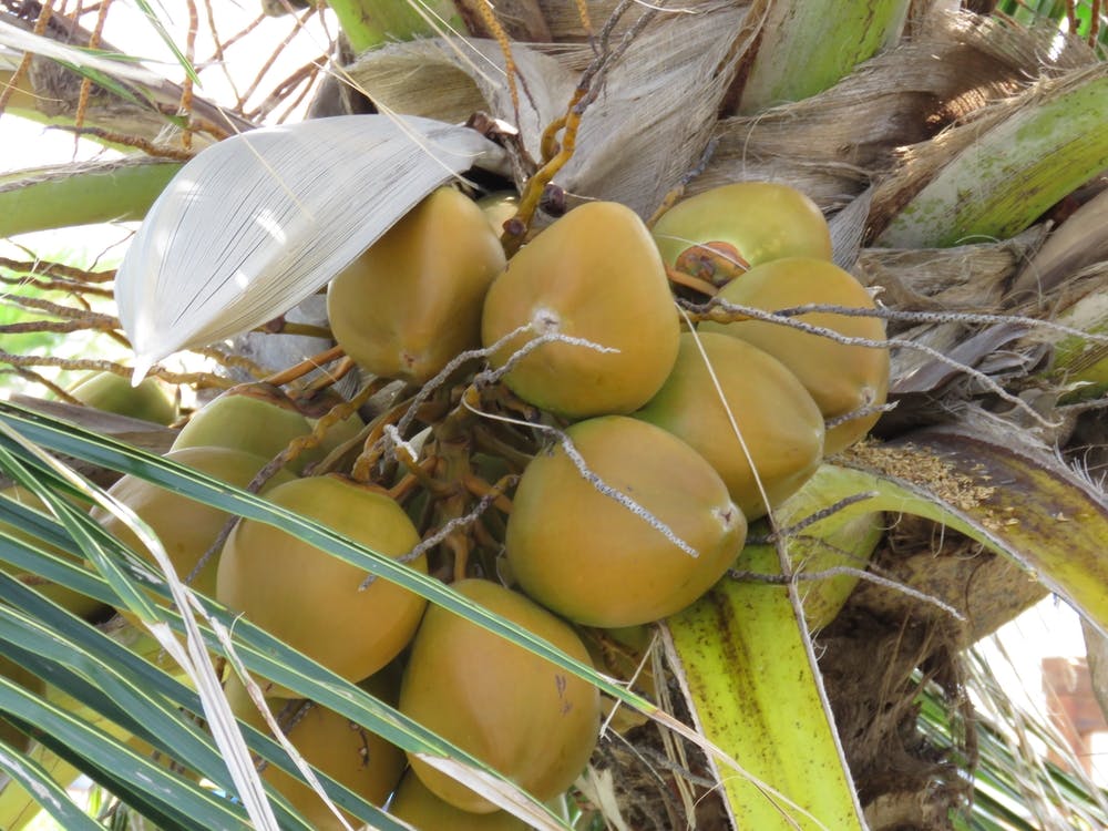 Coconuts On A Tree Maldives Tropical