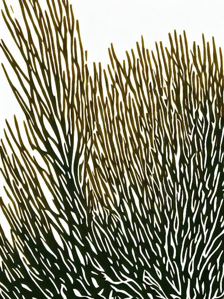 Acropora Tenius Iii Linocut