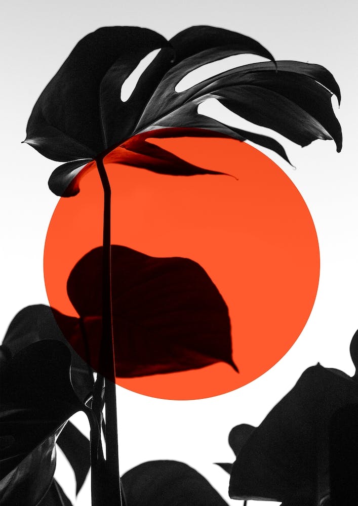 Leafs Sun