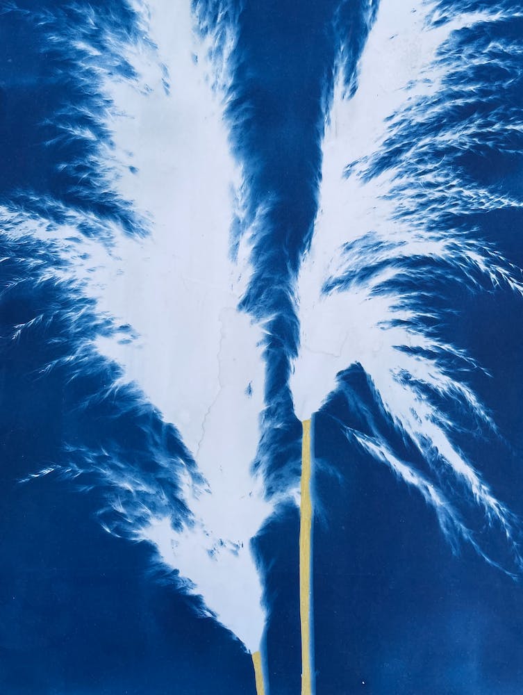 Blue Cyanotype Pampas Grass Print