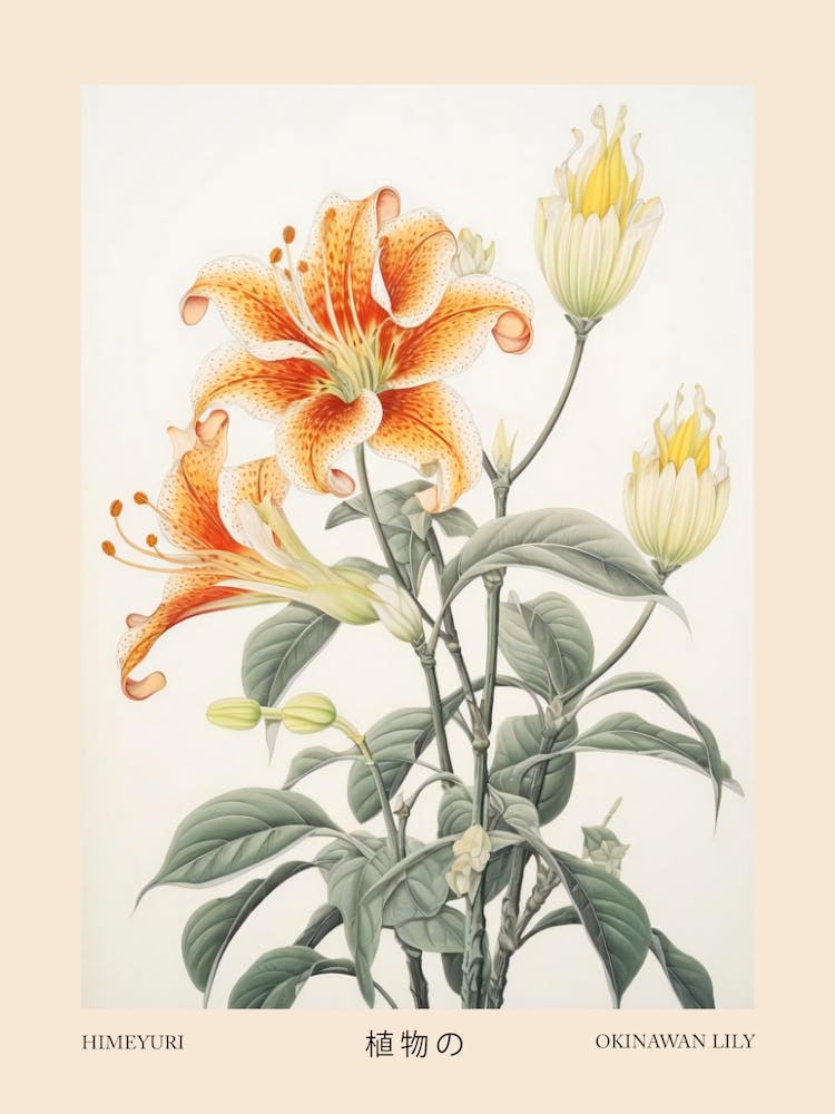Himeyuri Okinawan Lilie 2 Vintage Japanisches Botanisches Poster