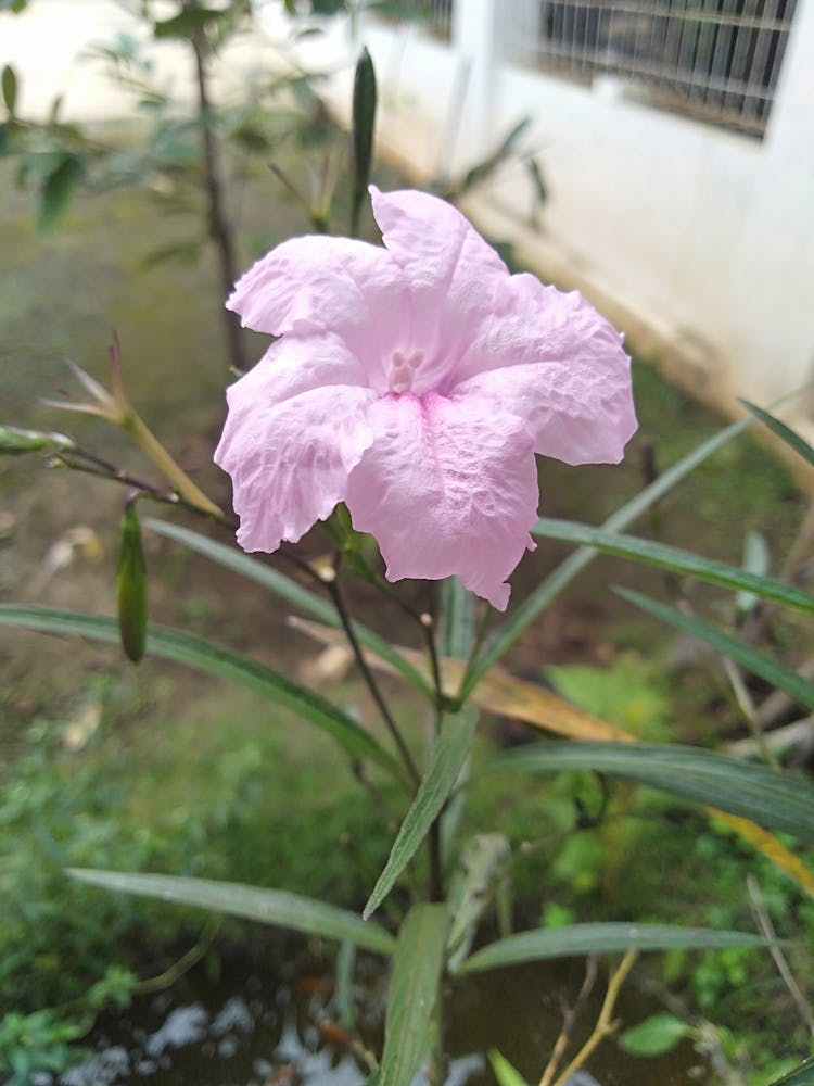 Pink Flower