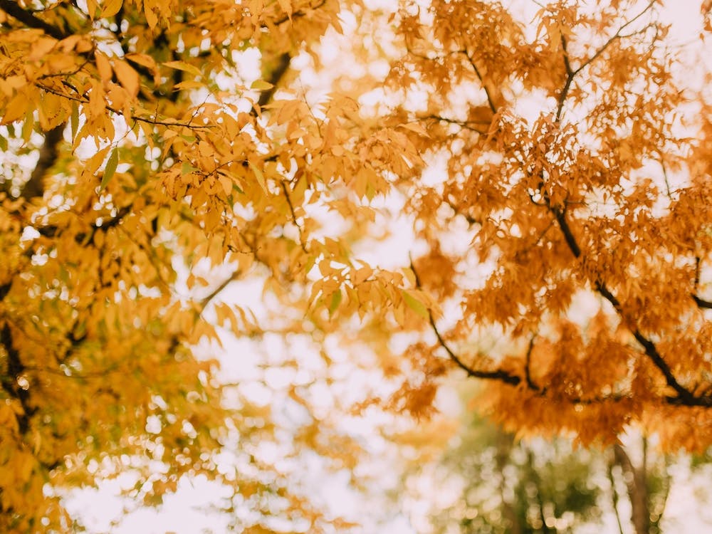 Autumn Leaves