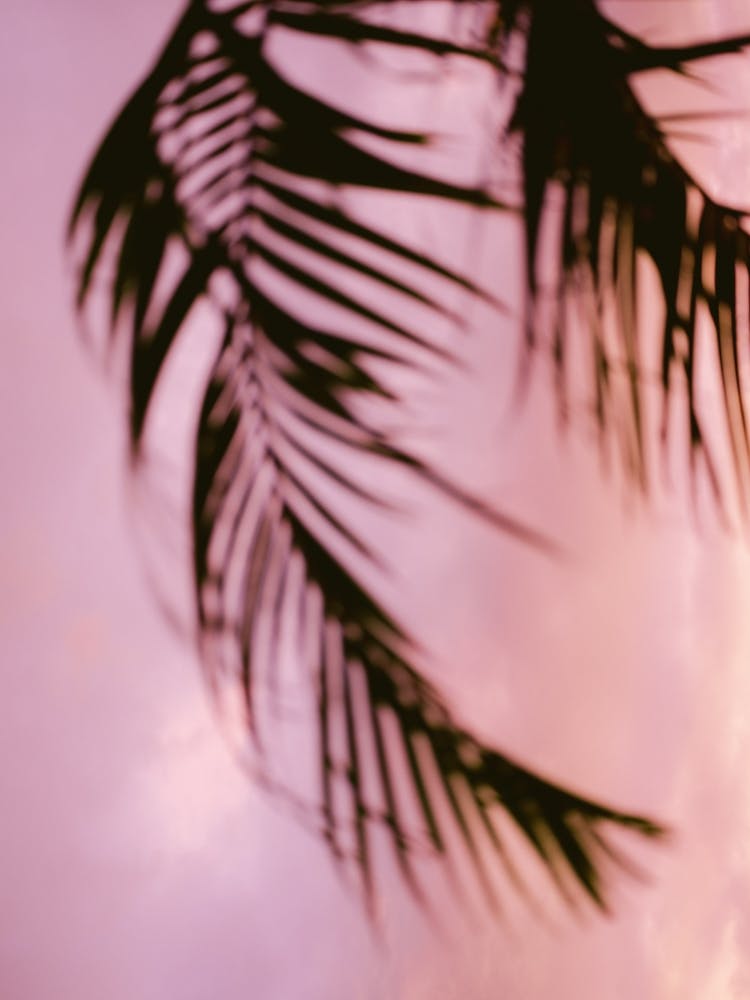 Costa Rica Pink And Purple Palm