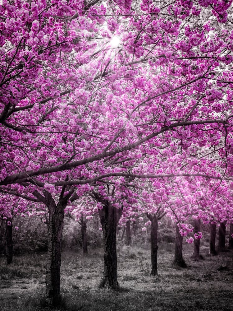 Cherry Blossoms In Sunlight