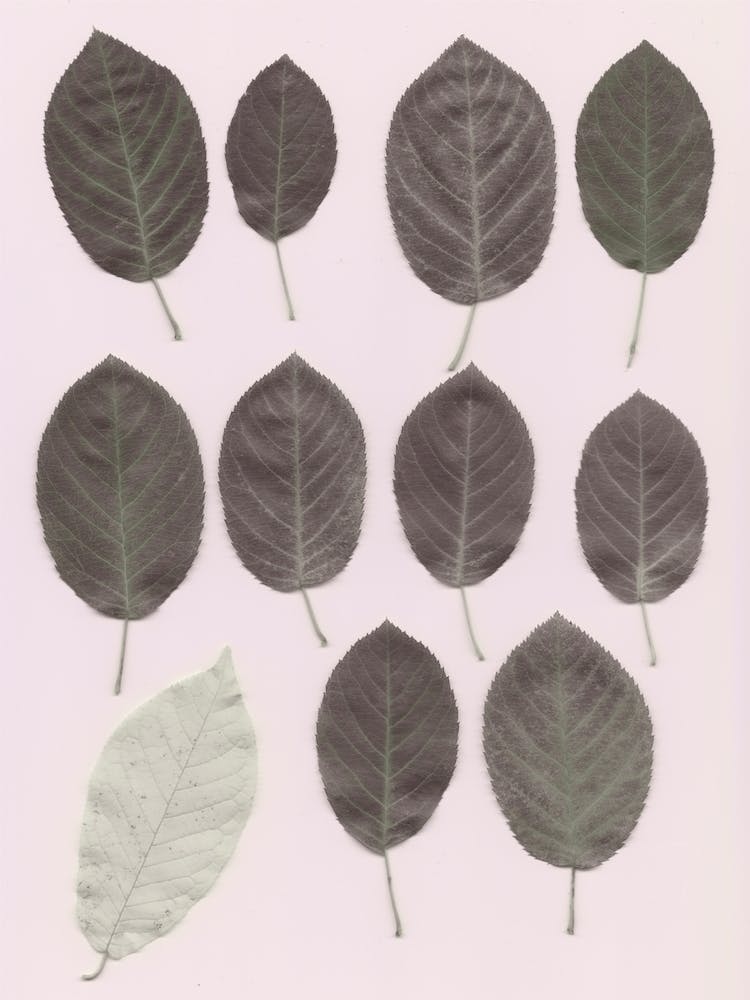 Autumn Parade Pink