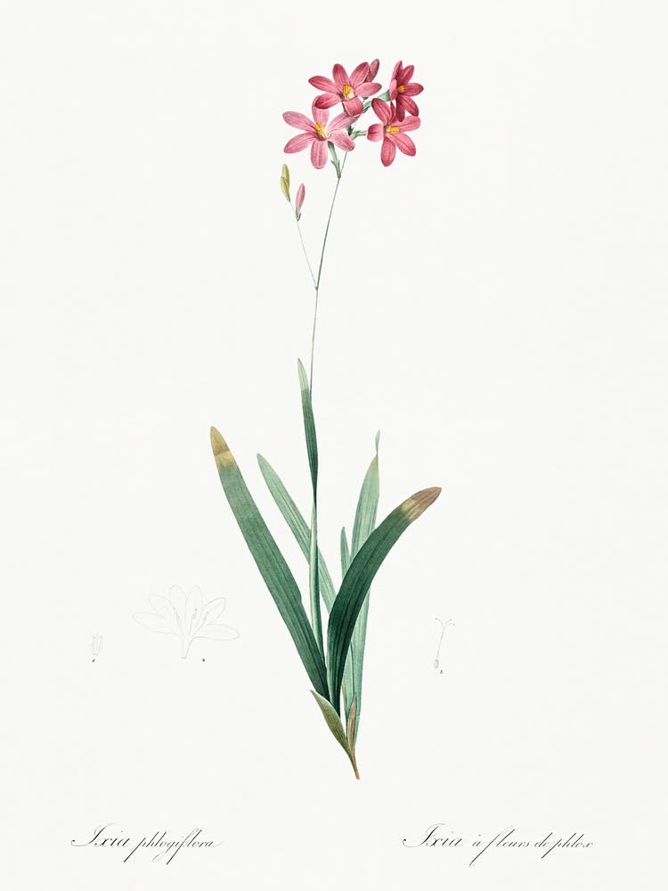 Corn Lily, Pierre Joseph Redoute 1