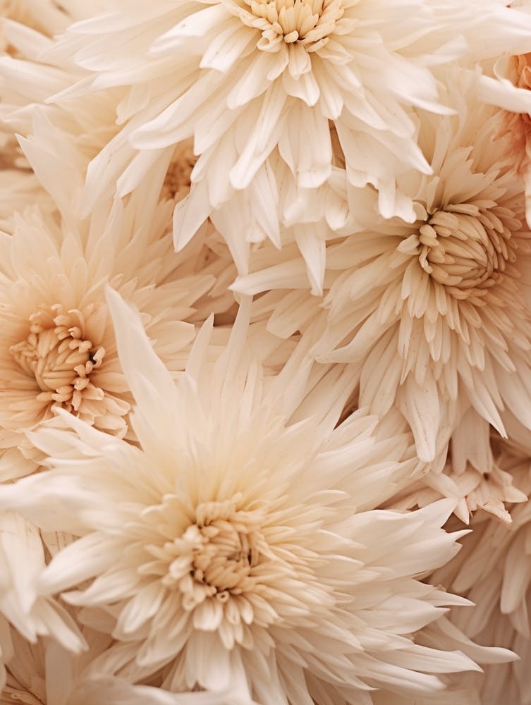 Boho-Getrocknete Blumen Chrysantheme 4