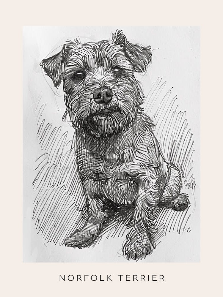 Norfolk Terrier Dog Line Sketch 1 Poster