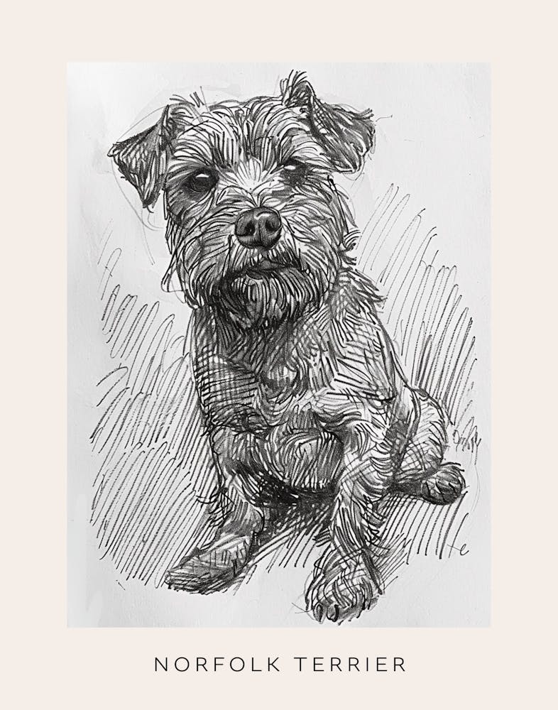 Norfolk Terrier Dog Line Sketch 1 Poster