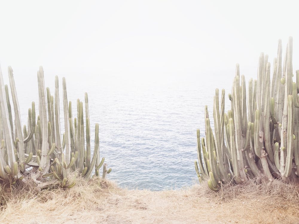 Seaside Cacti