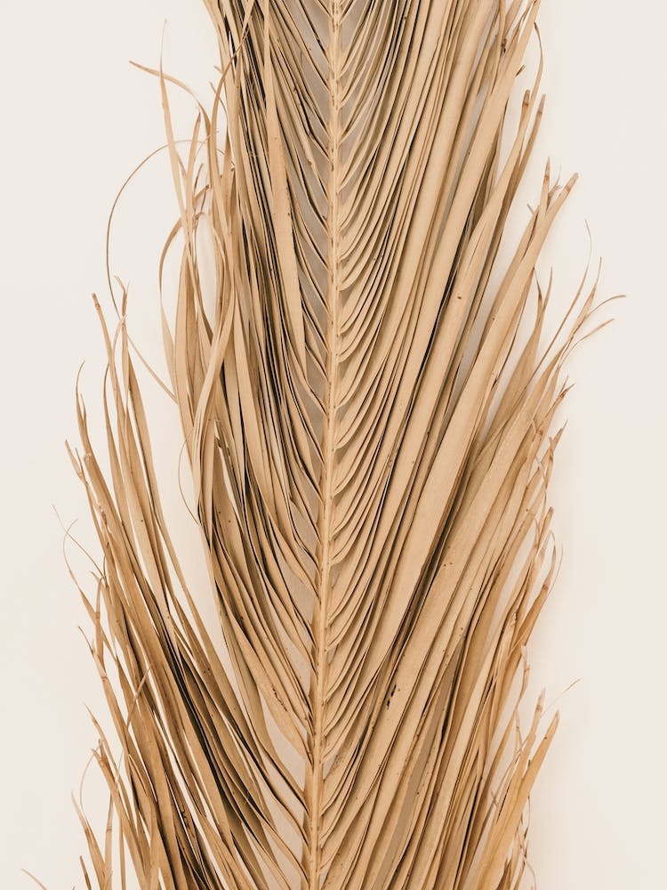 Dried Palm Leaf