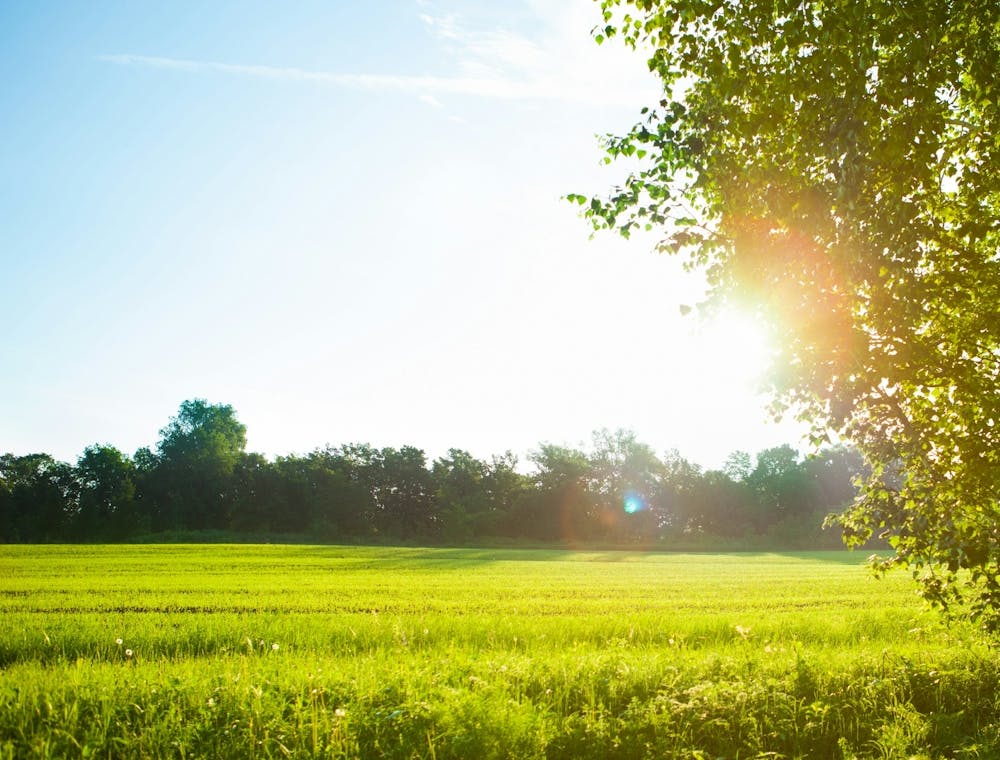 Field With Sun