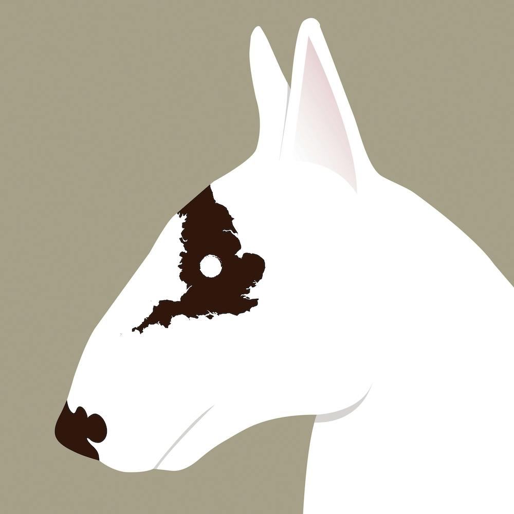 English Bullterrier Square