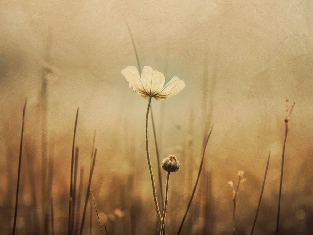 Nostalgic Nature No 12