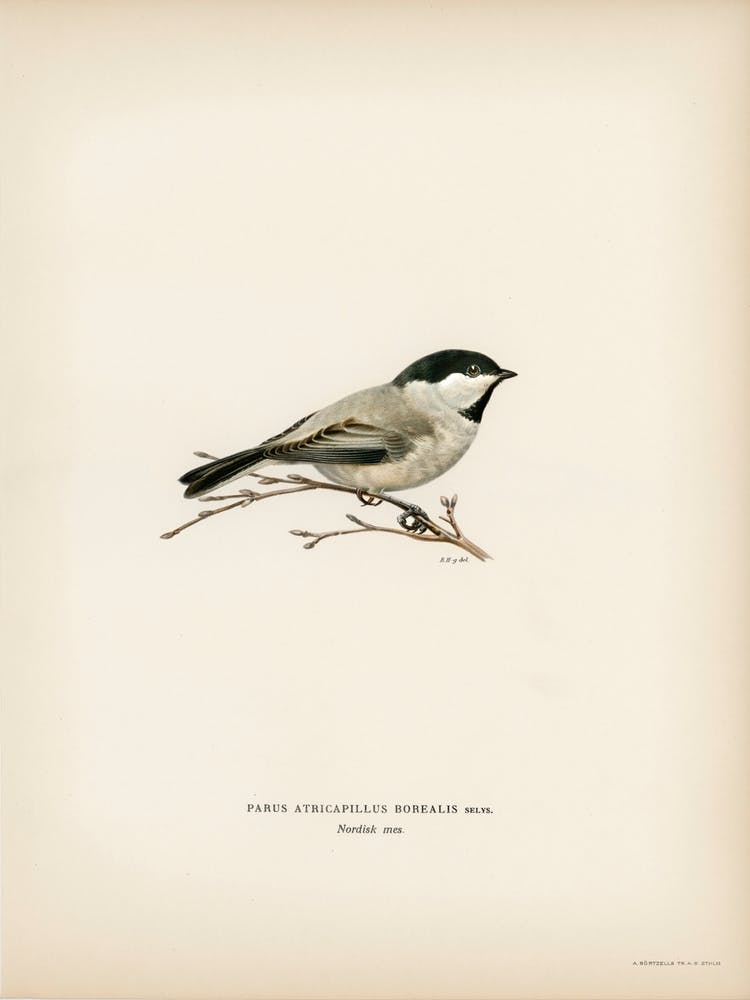 Black Capped Chickadee (Parus Atricapillus), The Von Wright Brothers