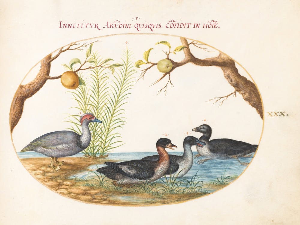 Animalia Volatilia Et Amphibia, Joris Hoefnagel (2)