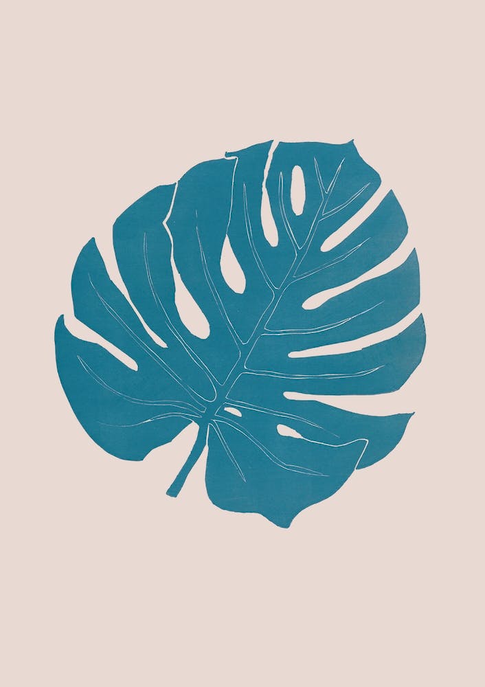 Monstera Celeste Rosa