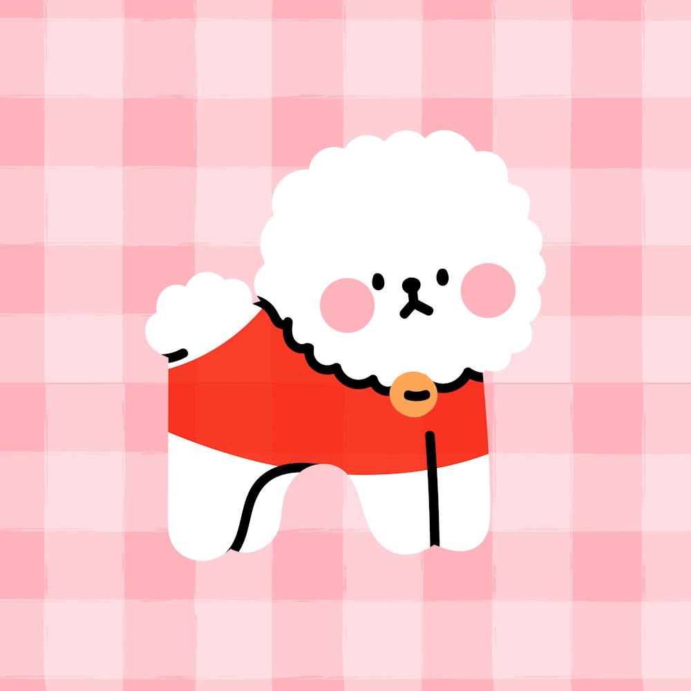 Poodle / Bichon 1