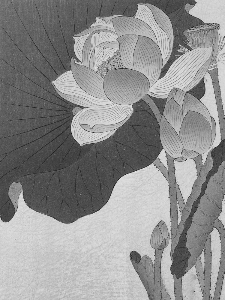 Lotus Flower