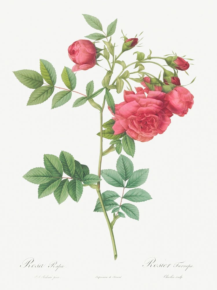 Turnip Roses, Pierre Joseph Redoute