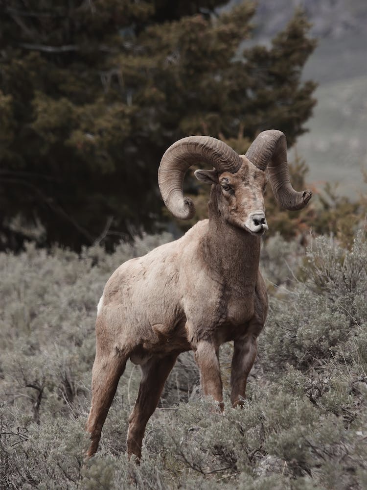 Colorado Bighorn Sheep