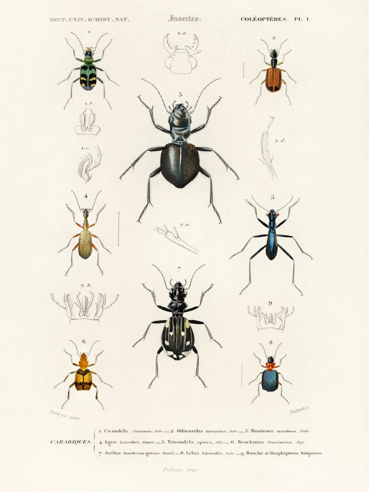 Different Types Of Beetles, Charles Dessalines D'Orbigny
