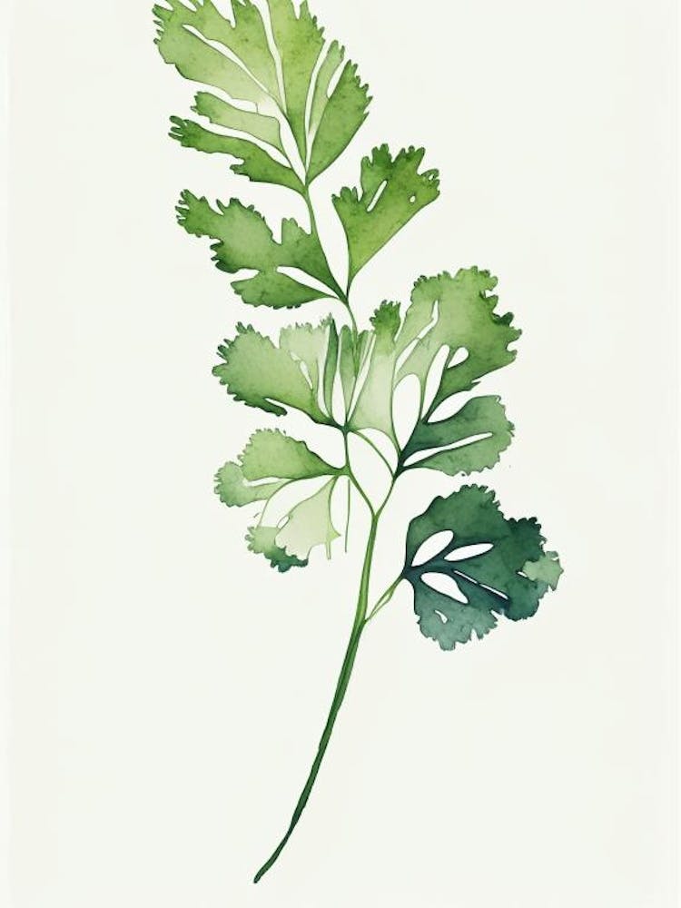 Cilantro Leaf Minimalist Watercolour 1