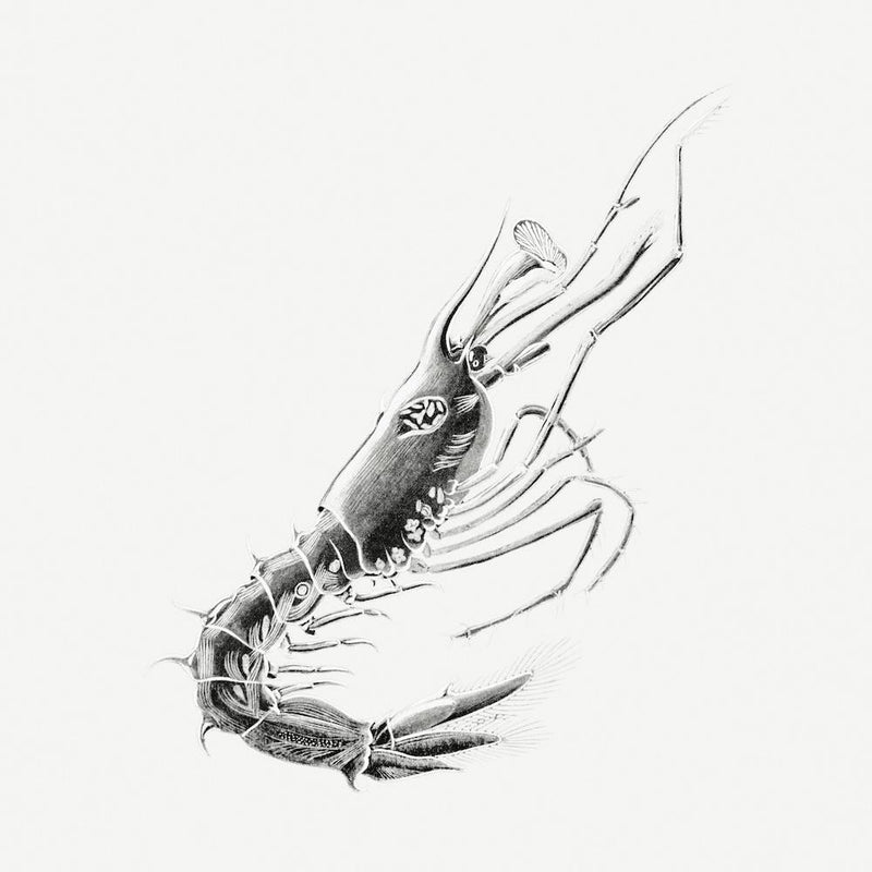 Vintage Prawn, Ernst Haeckel