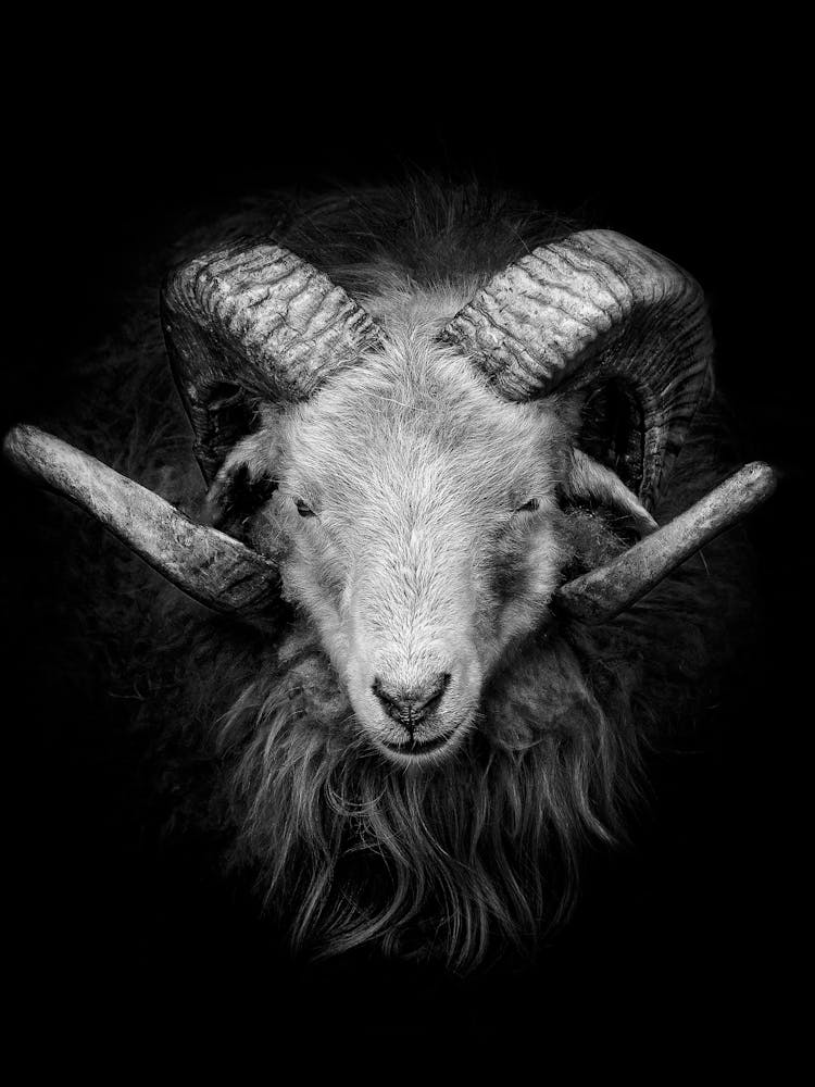 Ram Head